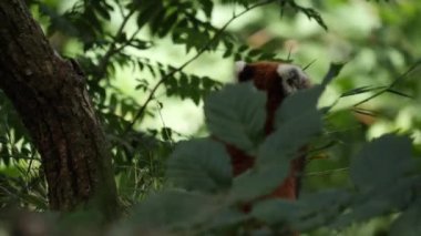 Red panda seen up in a tree behind swaying leaves, Slow Motion. High quality 4k footage