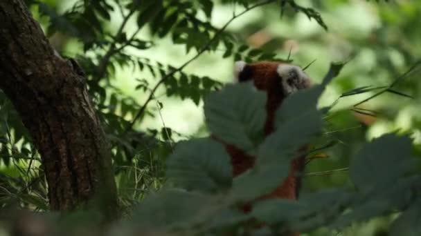 Червона Панда Дивиться Дерево Позаду Листя Повільний Рух Високоякісні Кадри — стокове відео