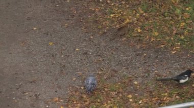 Big Rat and Birds Looking For Food in Urban Neighborhood. High quality 4k footage