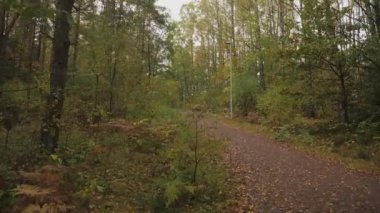 Yeşil ve Sarı Kuzey Ormanlarında Yürüyen Yol, Erken Sonbahar, Dolly Gimbal Yürüyüşü. Yüksek kalite 4k görüntü