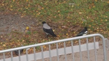 Crows, Magpie and Rats Competing on Food, Urban Wildlife Scene. High quality 4k footage