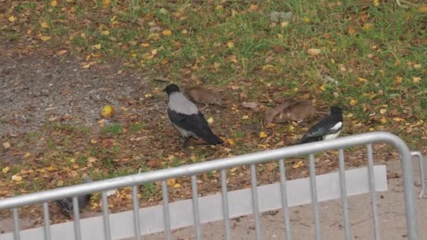 Crows Magpie Rats Competing Food Urban Wildlife Scene High Quality — Vídeo de stock