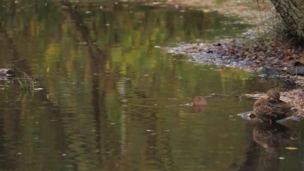 Pływanie Kąpiel Szczurów Stawie Miejskim Miejska Scena Dzikiej Przyrody Wysokiej — Wideo stockowe