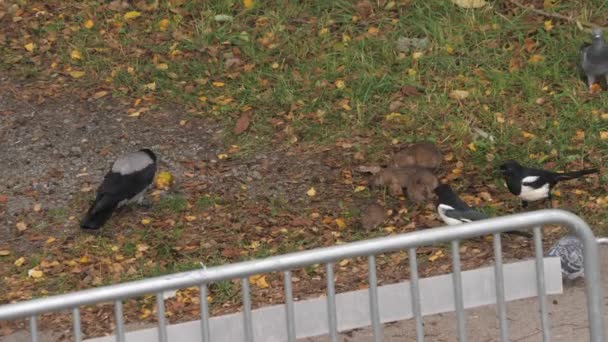 Rats Competing City Birds Eating Bread Crumbs High Quality Footage — Stock Video