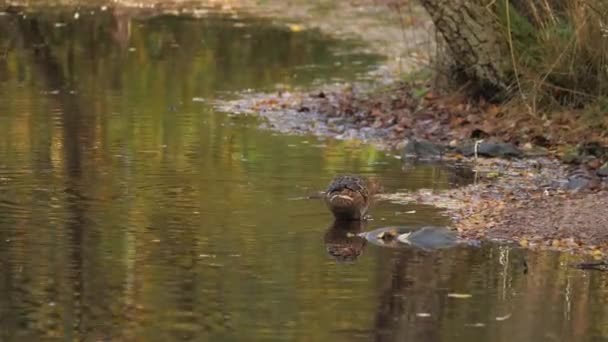 Scena Jesienna Szczurem Kaczką City Pond Szeroki Strzał Wysokiej Jakości — Wideo stockowe