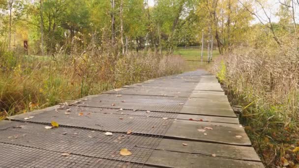 Duckboard Reeds Fall Season Nature Low Angle Tilt Англійською Кадри — стокове відео