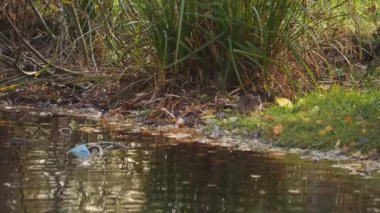 Rat at Shore Drying after Swim in a City Pond. High quality 4k footage