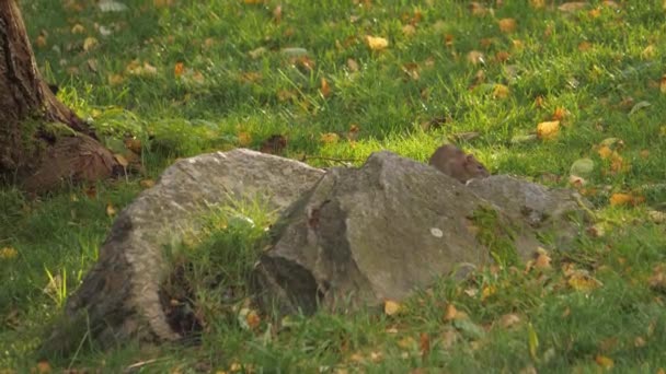 Rat Sitting Stone Looking Fall High Quality Footage — Stock video