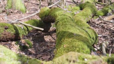 Moss Covered Tree Trunk on Ground Spring Day in Nordic Nature, Dolly Rising Shot. High quality 4k footage