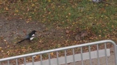 Big Rats Feasting on Bread Next to Birds, City Problem, High Angle View. High quality 4k footage