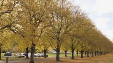 Tree Avenue With Fall Foliage, Pan Shot. High quality 4k footage