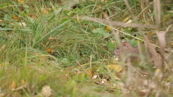 Cautious Rat Sitting Grass Eating Bread Close High Quality Footage — Vídeos de Stock
