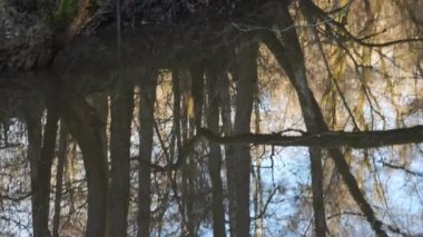 Bare Tree with Water Reflections at River Cold and Refreshing Sunrise Morning. High quality 4k footage
