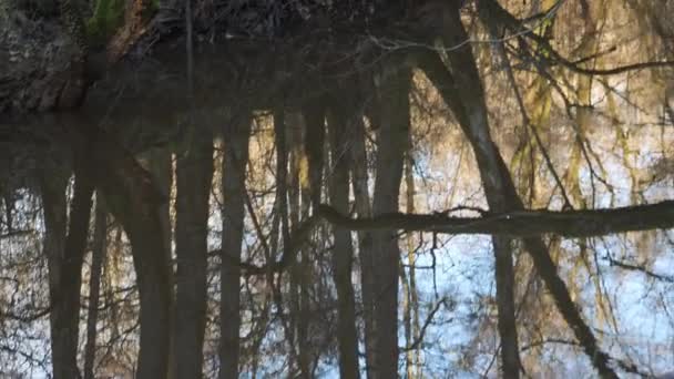 Голое Дерево Водными Отражениями Реке Холодное Освежающее Утро Восхода Солнца — стоковое видео