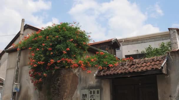 Hanging Flowers Growing Facade Traditional Balkan House High Quality Footage — Video