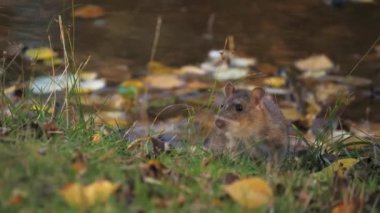 Scared Rat Sitting at River Bank with Fall Leaves, Handheld shot, Close Up. High quality 4k footage