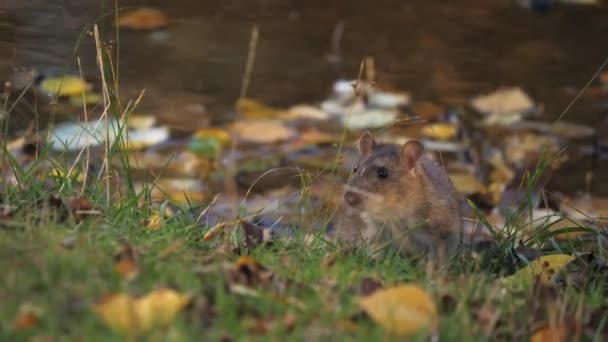 Scared Rat Sitting River Bank Fall Leaves Handheld Shot Close — Αρχείο Βίντεο
