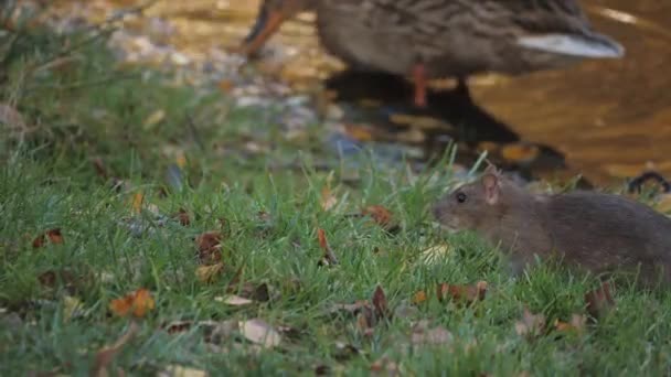 Rat Sitting Next Duck Lake Shore Jumps Away Close High — Stock video
