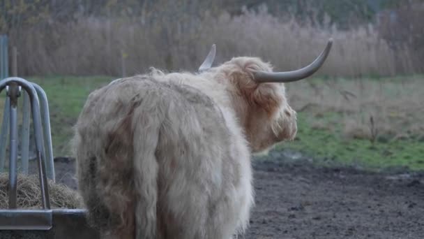 ハイランド牛の後ろフィールドチューイングに立っている 高品質4K映像 — ストック動画