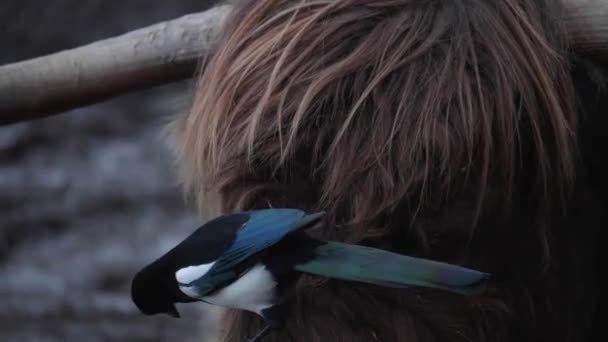 Magpie Bird Cleaning Highland Cows Head Close High Quality Footage — Vídeo de Stock