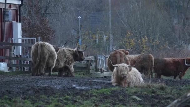Several Highland Cows Muddy Pasture High Quality Footage — Stockvideo