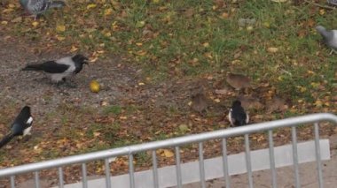 Group of Rats and City Birds Eating Leftovers left in the Grass. High quality 4k footage