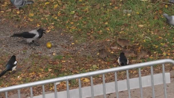 Skupina Krys Městských Ptáků Kteří Jedli Zbytky Trávy Vysoce Kvalitní — Stock video