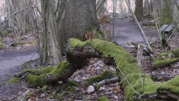 Moss Covered Dead Tree Laying Nordic Forest Next Hiking Trail — Stockvideo