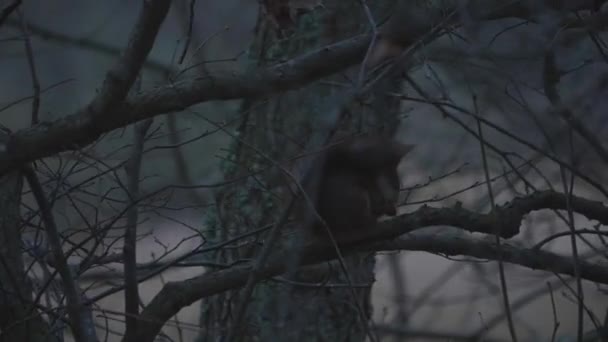 Eekhoorn Zittend Een Boom Die Dekking Neemt Tijdens Stormachtig Weer — Stockvideo