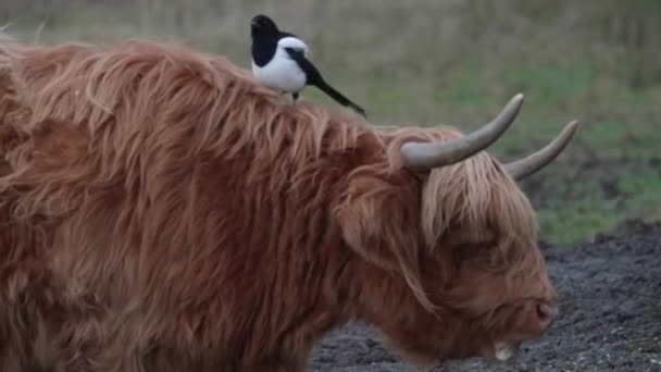 Magpie Sitting Highland Cows Neck Medium Shot High Quality Footage — Stockvideo