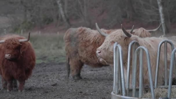 Αγελάδες Του Χάιλαντ Βόσκουν Τον Χέι Στο Τροφοδότη Στο Παστούρ — Αρχείο Βίντεο