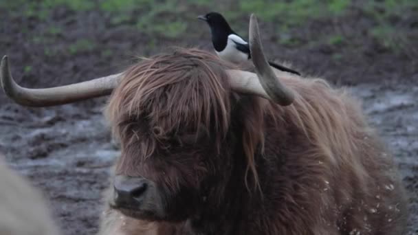 Magpie Sitting Highland Cows Head High Quality Footage — Αρχείο Βίντεο