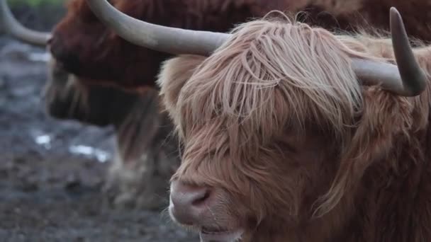 Head Cute Highland Cow Grazing Portrait Shot Close High Quality — ストック動画
