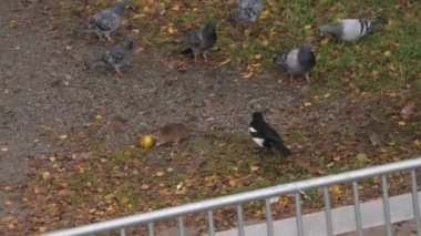 Bird and Rat Fighting and Chasing Over Apple, Funny Animal Behavior, Tracking Shot. High quality 4k footage