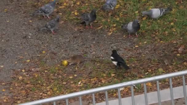 Bird Rat Fighting Chasing Apple Funny Animal Behavior Tracking Shot — Stock video