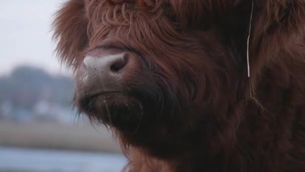 Highland Cow Mouth Grazing Chewing Close High Quality Footage — Stockvideo
