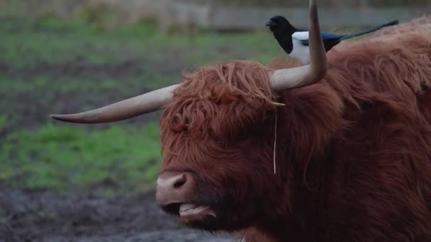 Magpie Bird Looking Highland Cows Head High Quality Footage — Stockvideo
