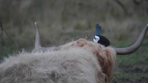 Bird Highland Cows Head Πίσω Όψη Μεσαία Βολή Υψηλής Ποιότητας — Αρχείο Βίντεο