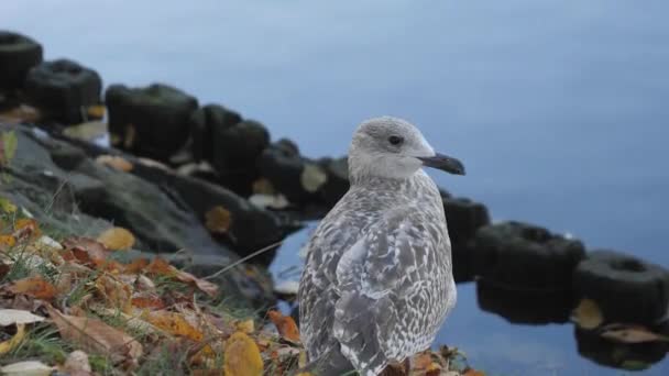 Detailed Portrait Herring Gull Riverside Close Англійською Кадри Високої Якості — стокове відео