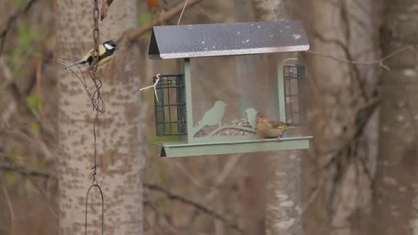 Greenfinch Fêmea Sentado Alimentador Pássaros Snacking Sementes Girassol Imagens Alta — Vídeo de Stock