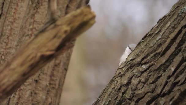 Eurasian Nuthatch Pecking Tree Seen Side Inglés Imágenes Alta Calidad — Vídeos de Stock