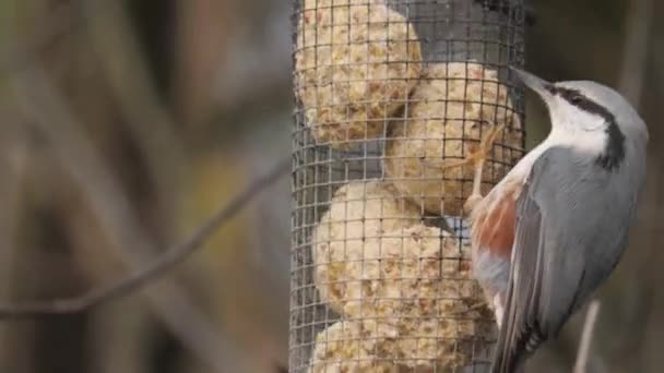 Kleiber Vogelfutterhäuschen Aus Nächster Nähe Hochwertiges Filmmaterial — Stockvideo