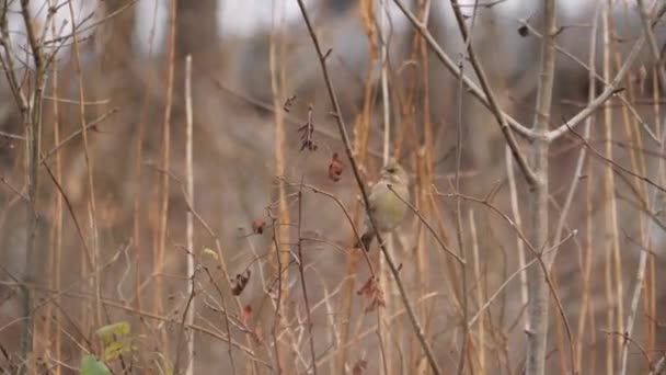 암컷그린 Greenfinch 잎없는 부시와 고품질 — 비디오