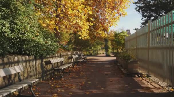 Herbst Stadtpark Sonniges Und Buntes Herbstlaub Gimbal Walk Hochwertiges Filmmaterial — Stockvideo