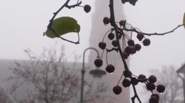 Misty and Morning with Hanging Wet Rowan Berries ve Church Background, Melancholy Scene. Yüksek kalite 4k görüntü