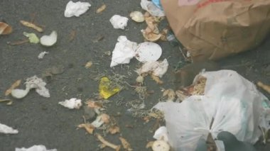 Yerde bırakılmış çöp poşetlerinden yiyen fare ve güvercinler, çöp ve hayvan davranışları. Yüksek kalite 4k görüntü