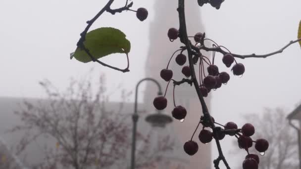 湿式ローワンベリーと教会の背景をぶら下げ霧と朝 憂うつなシーン 高品質4K映像 — ストック動画