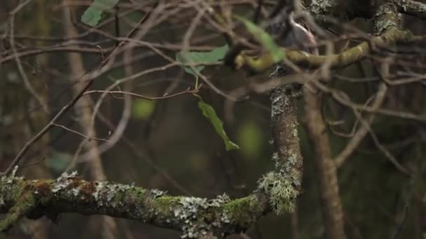 Eurasian Nuthatch Movendo Rápido Ramos Árvores Scouting Tracking Shot Imagens — Vídeo de Stock