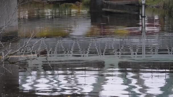 Tog Bridge River Crossing Sett Vannrefleksjon Med Bølger Sakte Bevegelse – stockvideo