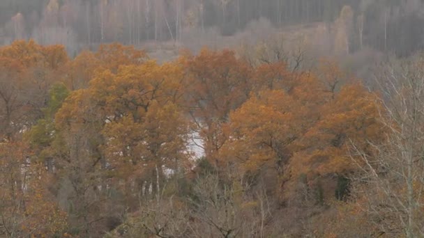 Seaside Oak Tree Top Hösten Pan Skott Högkvalitativ Film — Stockvideo